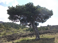 Monte_Nero_degli_Zappini - 20110529 102.jpg